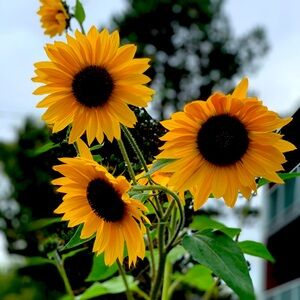 Meet your Posher, Kimberley